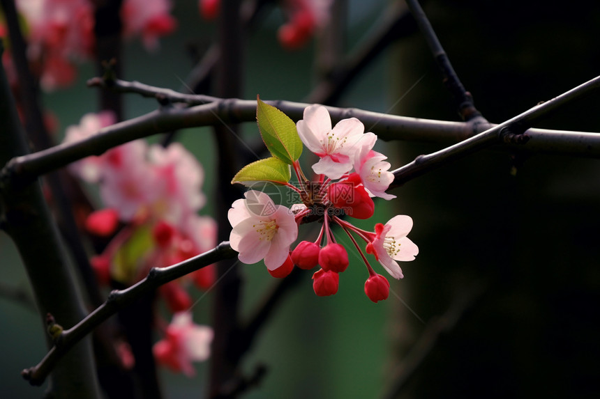 花园中盛开的美丽桃花图片