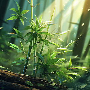 阳光下的竹子图片