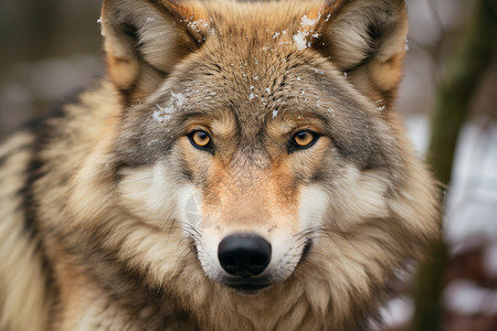 户外的野生动物狼图片