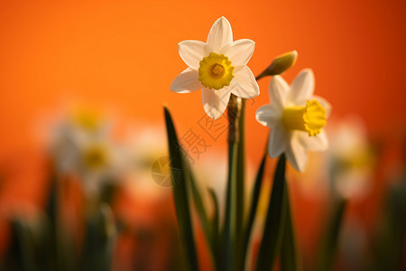 春日花园盛开的水仙花背景图片