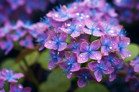 绽放的紫色花簇图片