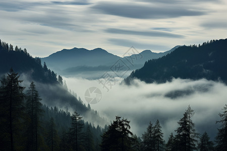 山间迷雾幽暗山林中的迷雾背景