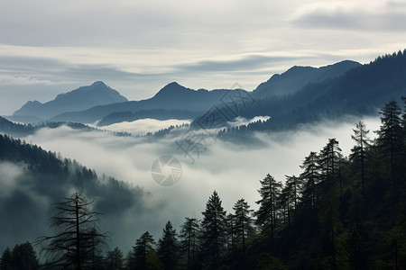 日出山间迷雾的森林景观图片