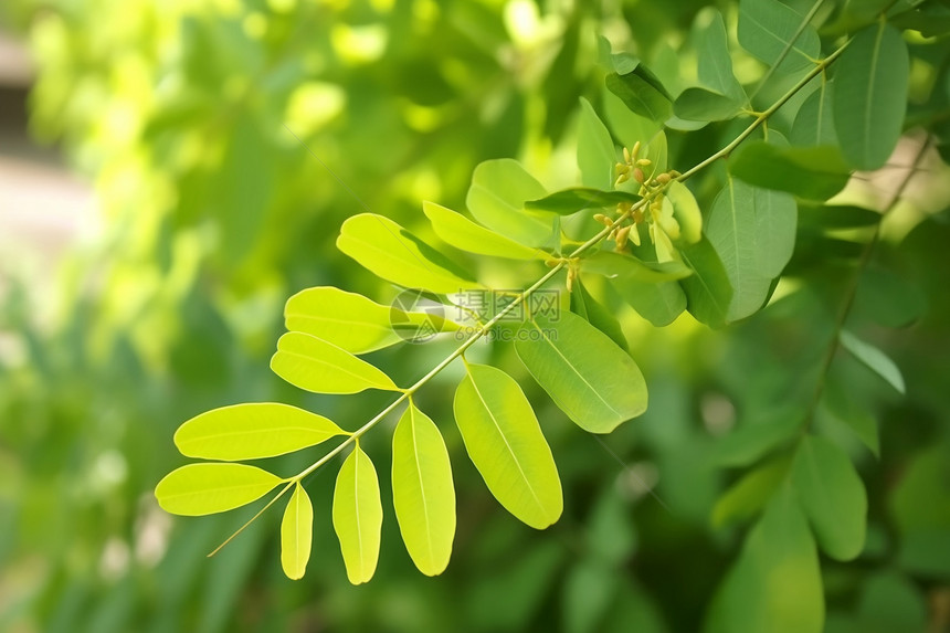 绿意盎然的花园景观图片