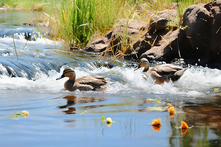 乡村河流中的鸭子图片