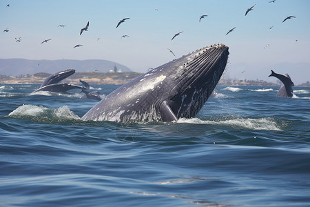 欢快跳跃的鲸鱼群背景图片