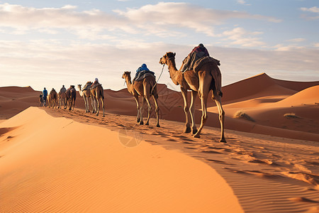 沙漠上的骆驼背景图片
