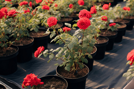 玫瑰温室温室培育的玫瑰背景