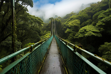 迷雾森林的悬索桥图片