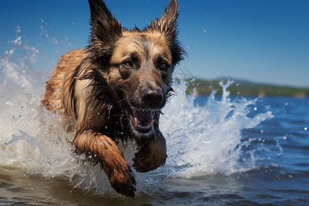 快乐奔跑的狗背景图片
