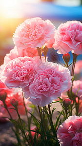 花园盛开的康乃馨花朵背景图片