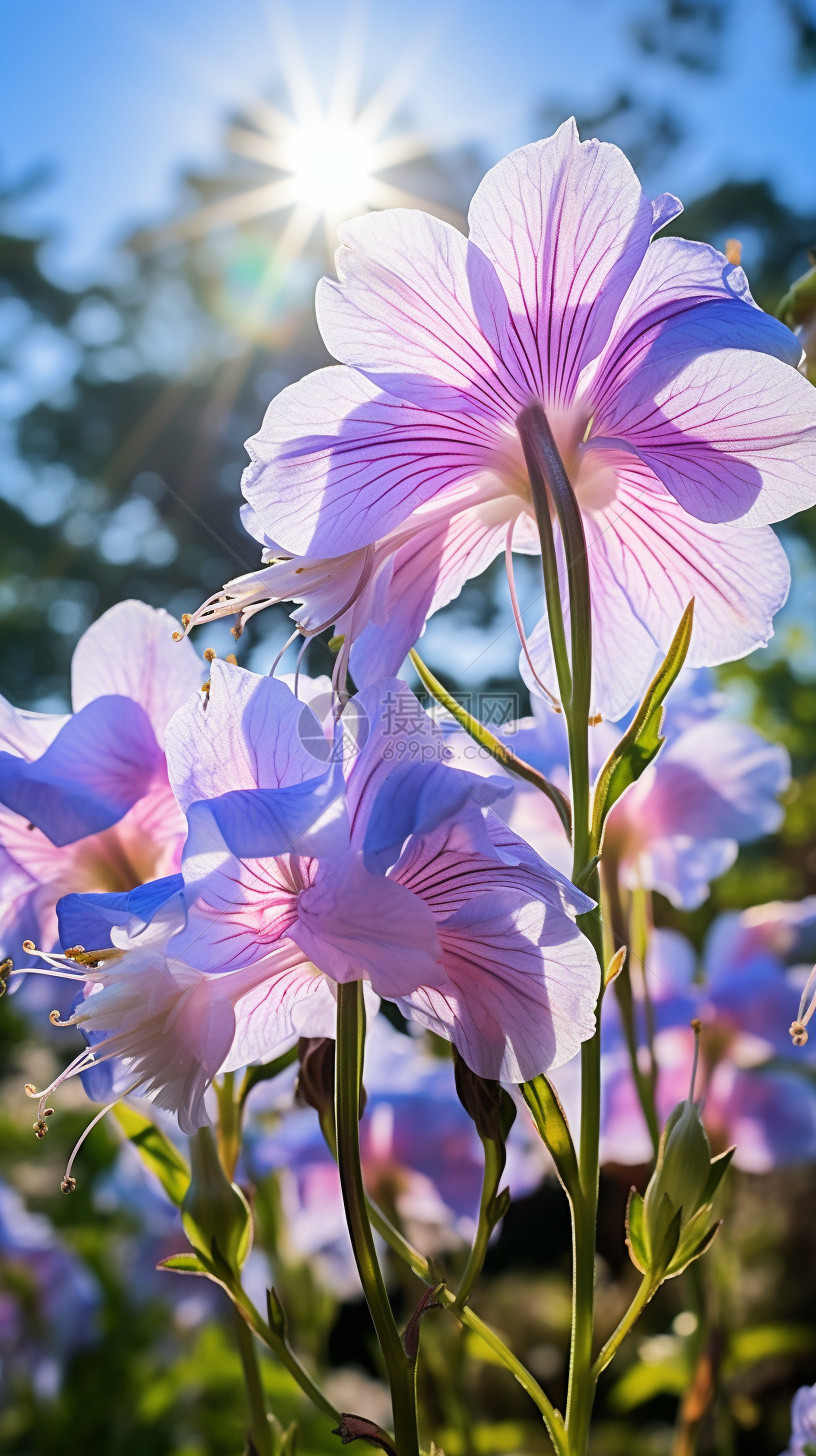 夏季户外盛开的美丽兰花图片