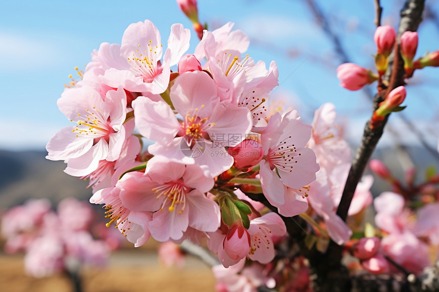 樱花盛开的春天图片