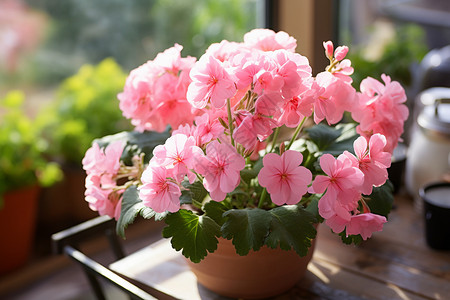 粉色植物盆栽窗前的粉色盆花背景