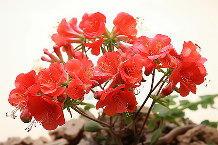 美丽的一朵红花图片