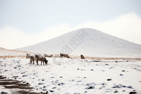 冰雪中的马群图片
