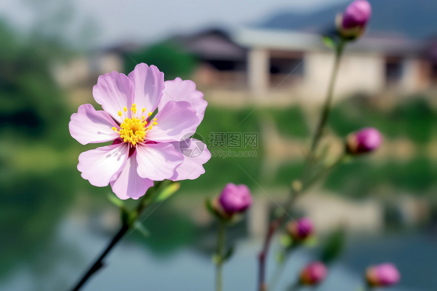 湖畔的桃花盛开图片