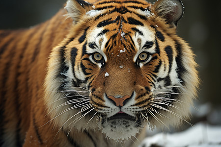 户外雪地的老虎背景图片