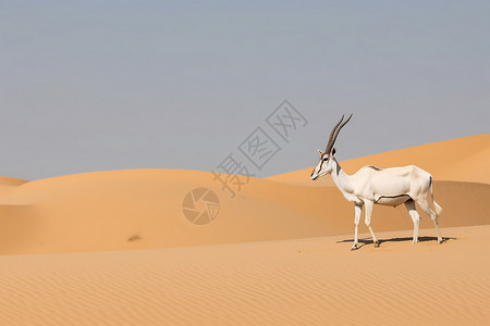 荒野生存沙漠里的羚羊背景