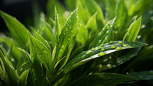 雨后清晨夏季生机勃勃的绿叶植物背景