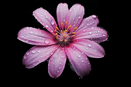 水滴在紫色花瓣上的花朵图片