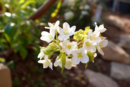 阳光下的白色花朵背景图片