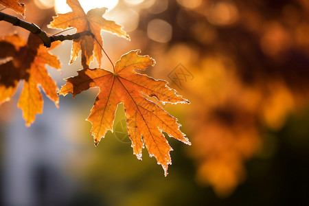 阳光下的景色阳光下的秋叶背景