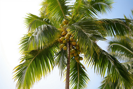 椰树叶子椰树繁花似锦背景