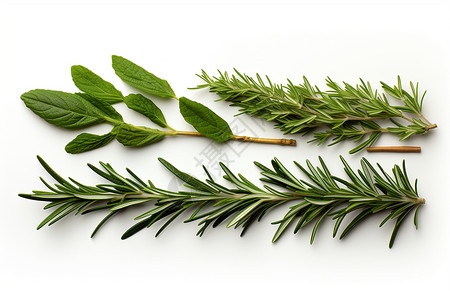 香料和草药草本植物和叶子背景