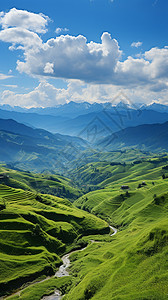 绿色田野草丛白云和山脉背景