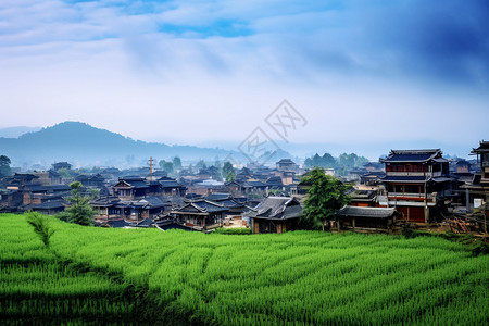 云雾缭绕的稻田乡村景观图片