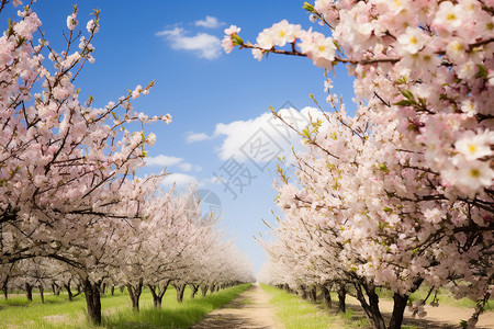 农场里种满的梨树背景图片