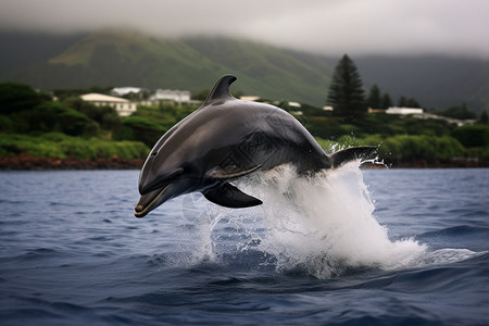 水中跳跃的海豚图片