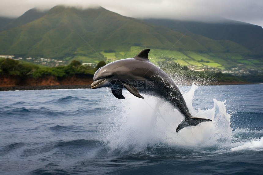 海面跃起的海豚图片