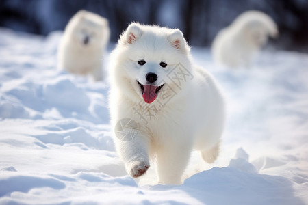 狗雪地白雪地上的狗狗背景