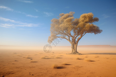 沙漠中宁静的树高清图片