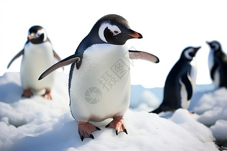 南极企鹅合影图片