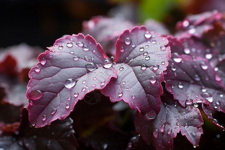 紫色植物叶片上的水滴背景图片