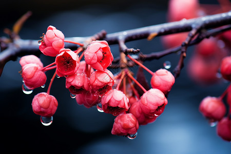 花朵上滴落的水珠背景图片