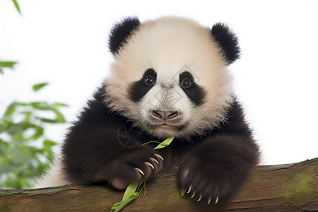 可爱呆萌的熊猫图片