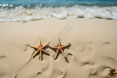 沙滩上的两只海星图片