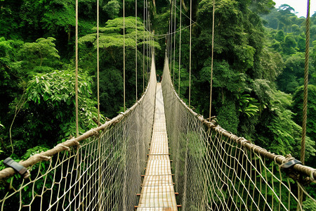 树林中的吊桥图片