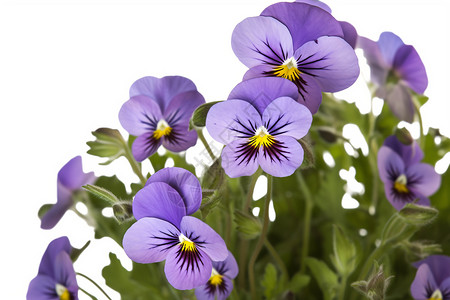 漂亮的紫色花朵背景图片