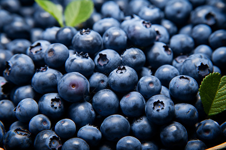采摘蓝莓香甜多汁的蓝莓果实背景