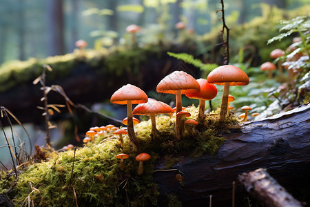 苔藓中的野生蘑菇高清图片