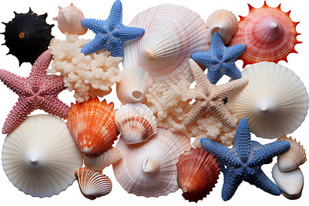 贝壳动物素材一堆闪亮的贝壳背景