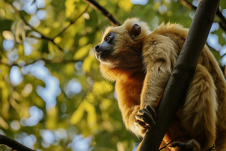 生物群落树上猴子仰望天空背景