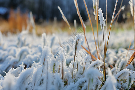 寒露天气白雪覆盖的草地背景