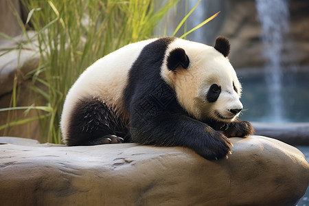 动物园岩石上的熊猫图片