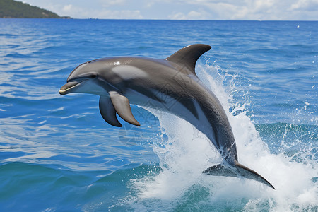 跳出海面的海豚背景图片